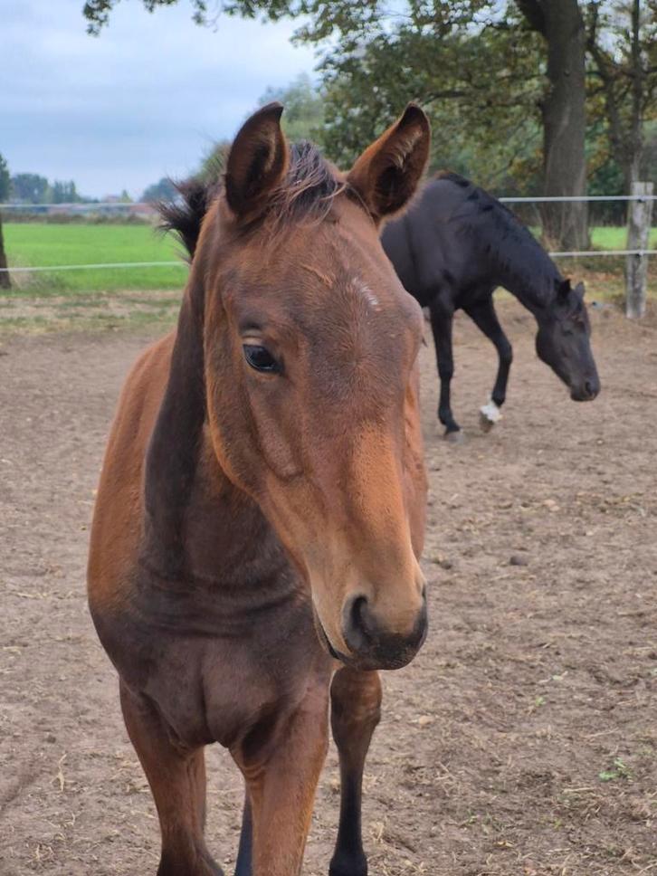 PRIJS VERLAAGD Feromas van Beek Z merrieveulen, Dieren en Toebehoren, Paarden, Merrie, Z