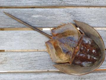 Degenkrab - taxidermie beschikbaar voor biedingen