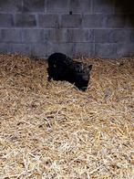 Gottinger mini varken, Dieren en Toebehoren, Vrouwelijk, Varken, 0 tot 2 jaar