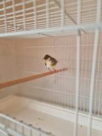 Kanaries, Dieren en Toebehoren, Mannelijk, Kleurkanarie