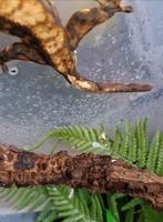 Wimpergekko, Amfibie, 0 tot 2 jaar