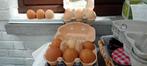 Eieren kippen., Dieren en Toebehoren, Pluimvee | Toebehoren, Nieuw, Ophalen of Verzenden