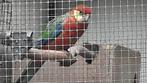 Stanley rosella, Dieren en Toebehoren, Vogels | Parkieten en Papegaaien, Mannelijk, Parkiet, Geringd