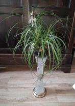 Mooie groene plant (4 uien) met zwarte keramische pot, Overige soorten, In pot, Groene kamerplant, Halfschaduw