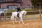 Mooie B pony, Dieren en Toebehoren, Pony's, Gechipt, B, Ruin, B pony (1.17m tot 1.27m)