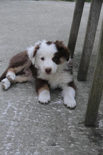 Mini American (Australian) Shepherd - Mini Aussie  beschikbaar voor biedingen