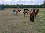 Alpaca alpaca's ruime keuze merries en veulens, Januari, Meerdere dieren