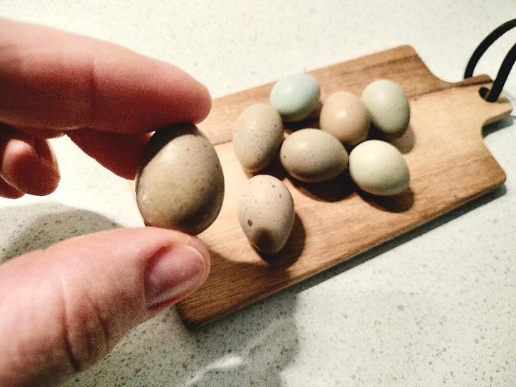 Verse button kwartel eieren te koop, Dieren en Toebehoren, Pluimvee, Overige soorten, Meerdere dieren