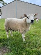 Engelse texelaar ram met stamboek te koop, Dieren en Toebehoren, Mannelijk, Schaap, 0 tot 2 jaar