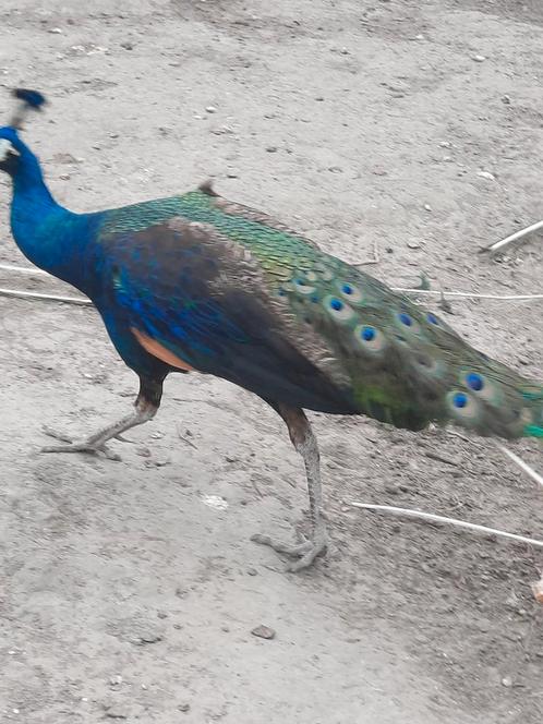 Bonte/spalding pauwen, Dieren en Toebehoren, Vogels | Overige Vogels