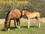 Hengstenveulen Freiberger/Franches Montagnes, Dieren en Toebehoren