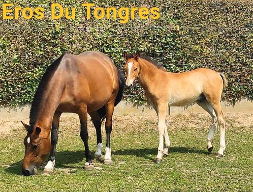 Hengstenveulen Freiberger/Franches Montagnes, Dieren en Toebehoren, Paarden