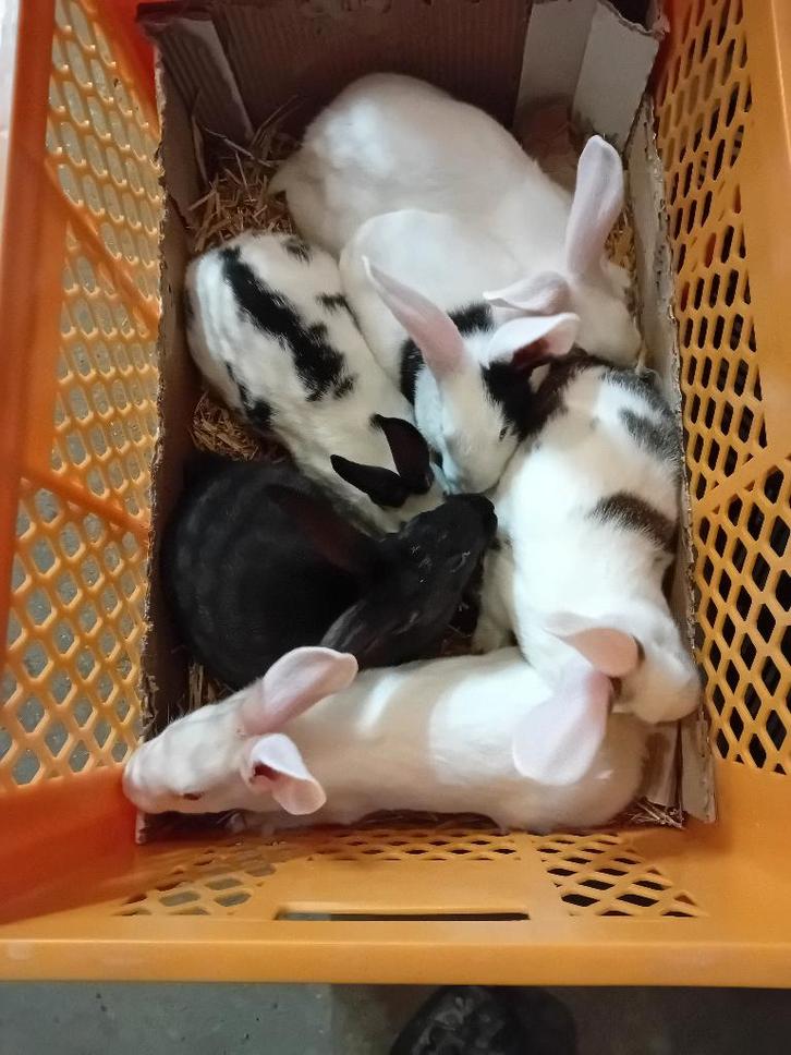 VLEESKONIJNEN/SLACHTKONIJNEN vanaf 3,750kg (14weken), Animaux & Accessoires, Lapins, Grand, Plusieurs animaux