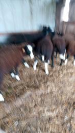 Moutons, Animaux & Accessoires, Moutons, Chèvres & Cochons