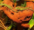 Green Keel Bellied Lizard (Gastropholis prasina), Hagedis, 0 tot 2 jaar