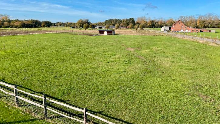 Weide te huur (2x) in Rijmenam, Dieren en Toebehoren, Stalling en Weidegang, Stalling, Weidegang, 4 paarden of pony's of meer