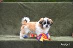 Chocolat and Tricolor Boomertjes, Dieren en Toebehoren, Honden | Niet-rashonden, België, CDV (hondenziekte), 8 tot 15 weken, Meerdere