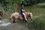 Verzorgpaard aangeboden, Dieren en Toebehoren, Merrie, 165 tot 170 cm, Recreatiepaard, 7 tot 10 jaar