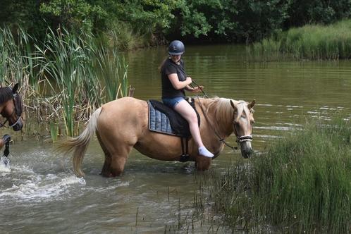 Verzorgpaard aangeboden, Dieren en Toebehoren, Paarden, Merrie, 165 tot 170 cm, 7 tot 10 jaar, Recreatiepaard