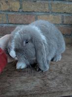 Nederlands dwerghangoor, Dieren en Toebehoren, Vrouwelijk, Dwerg, Hangoor, 0 tot 2 jaar