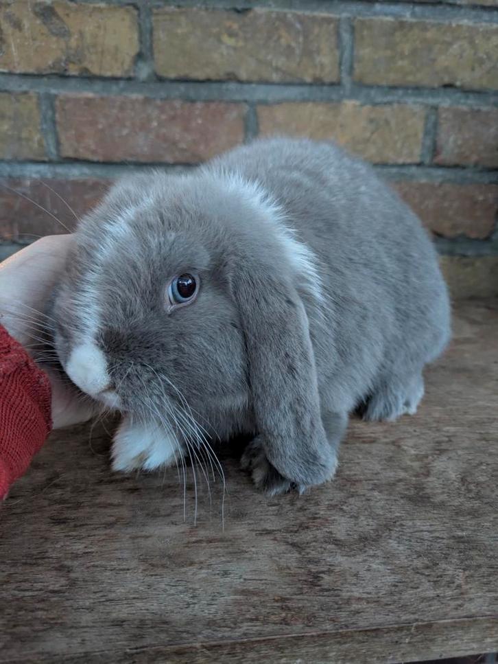 Nederlands dwerghangoor, Dieren en Toebehoren, Konijnen, Dwerg, Vrouwelijk, 0 tot 2 jaar, Hangoor