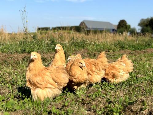 Jonge tamme Orpington kippen hennen, gesekst en ingeënt, Animaux & Accessoires, Volatiles, Poule ou poulet, Femelle