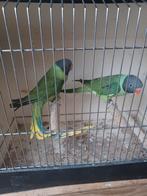 Grijskop edelparkieten 2019, Dieren en Toebehoren