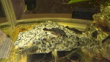 Jeunes nez de brosse, Poisson, Poisson d'eau douce