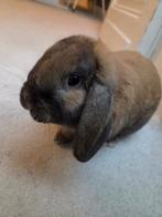 Hangoor Dutch Dwarf avec cage et accessoires, Lapin, Niche, Moins de 60 cm, Enlèvement