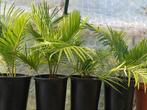Cycas Revoluta, Ophalen, Volle zon