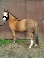 Welsh A pony merrie, Jument, Vermifugé, Poney A (jusqu'à 1.17 m), 11 ans ou plus