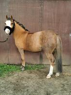 Welsh A pony merrie, Animaux & Accessoires, Poneys, Jument, Vermifugé, Poney A (jusqu'à 1.17 m), 11 ans ou plus