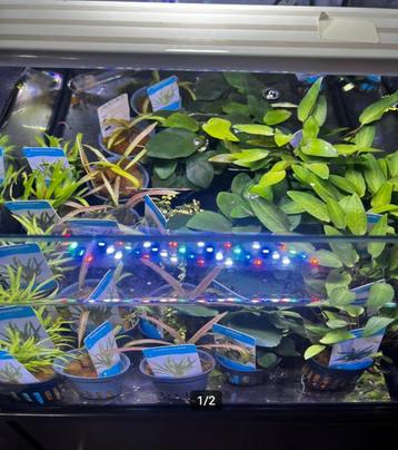 Prachtige Aquariumplanten & Mosbollen beschikbaar voor biedingen