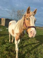 Prachtige 21jarige APHA merrie, Dieren en Toebehoren, Paarden, Merrie