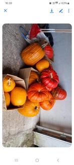 Pompoenen, Zakelijke goederen, Landbouw | Aardappelen, Groenten, Fruit en Vlees, Ophalen