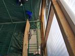 Pigeon, Dieren en Toebehoren, Meerdere dieren, Overige soorten