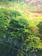 Javamos, Dieren en Toebehoren, Ophalen