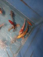 30 Japanse kois, Dieren en Toebehoren, Vissen | Vijvervissen