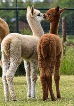 Gezocht : jonge alpaca veulens, December, Meerdere dieren