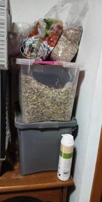 Konijnen zoeken nieuw baasje, Vrouwelijk, Klein, 3 tot 5 jaar