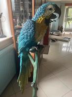 Statue en bronze, Animaux & Accessoires, Perroquet
