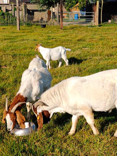 Stamboom boergeiten, Dieren en Toebehoren, Schapen, Geiten en Varkens, Geit