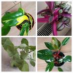 Planten pakket, Huis en Inrichting, Kamerplanten, Ophalen