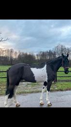 Brave bonte ruin!, Ruin