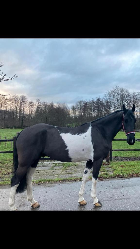 Brave bonte ruin!, Dieren en Toebehoren, Paarden, Ruin