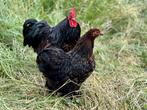Cochin kriel kippen Goudzwart gezoomd, gesekst en ingeënt, Dieren en Toebehoren, Vrouwelijk, Kip