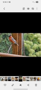 Superbe mutations bouvreuil dble pastel rouge couple 2025, Dieren en Toebehoren, Meerdere dieren, Wildzangvogel, Geringd