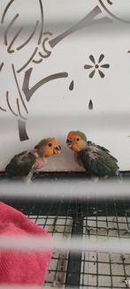 Rosicoli papagai baby. 6 weekend. 2 stuck, Dieren en Toebehoren