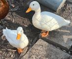 Koppel witte hollandse kwakers, Eend