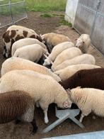 Jonge rammen, Dieren en Toebehoren, Schapen, Geiten en Varkens